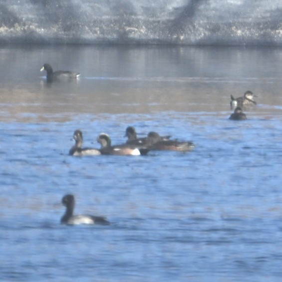 Свищ американський - ML644683890