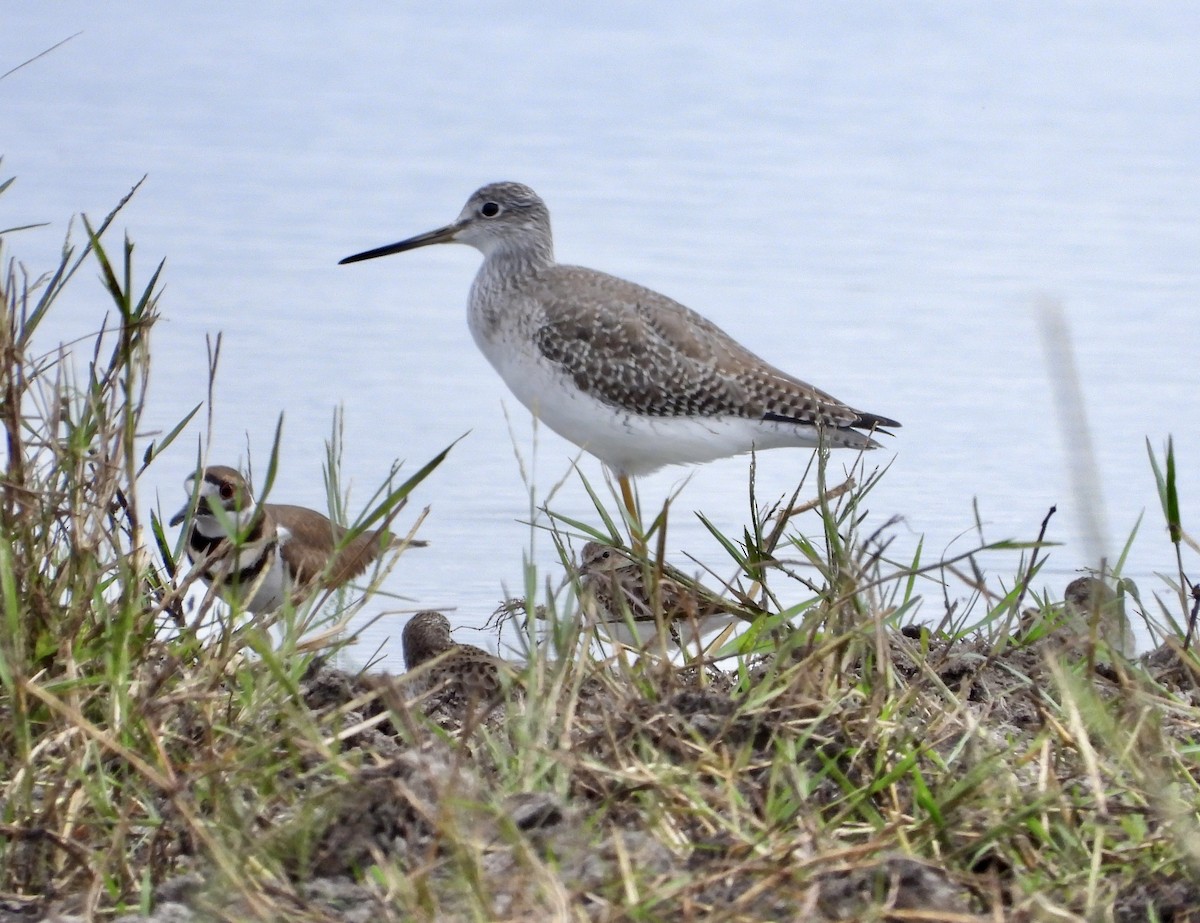 Коловодник строкатий - ML644683892