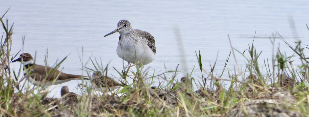 Коловодник строкатий - ML644683893