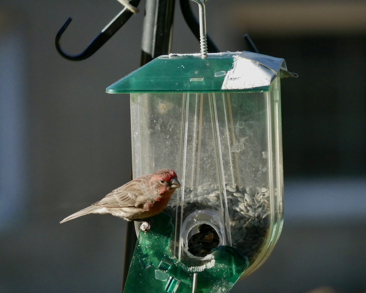 Чечевиця садова - ML644683894