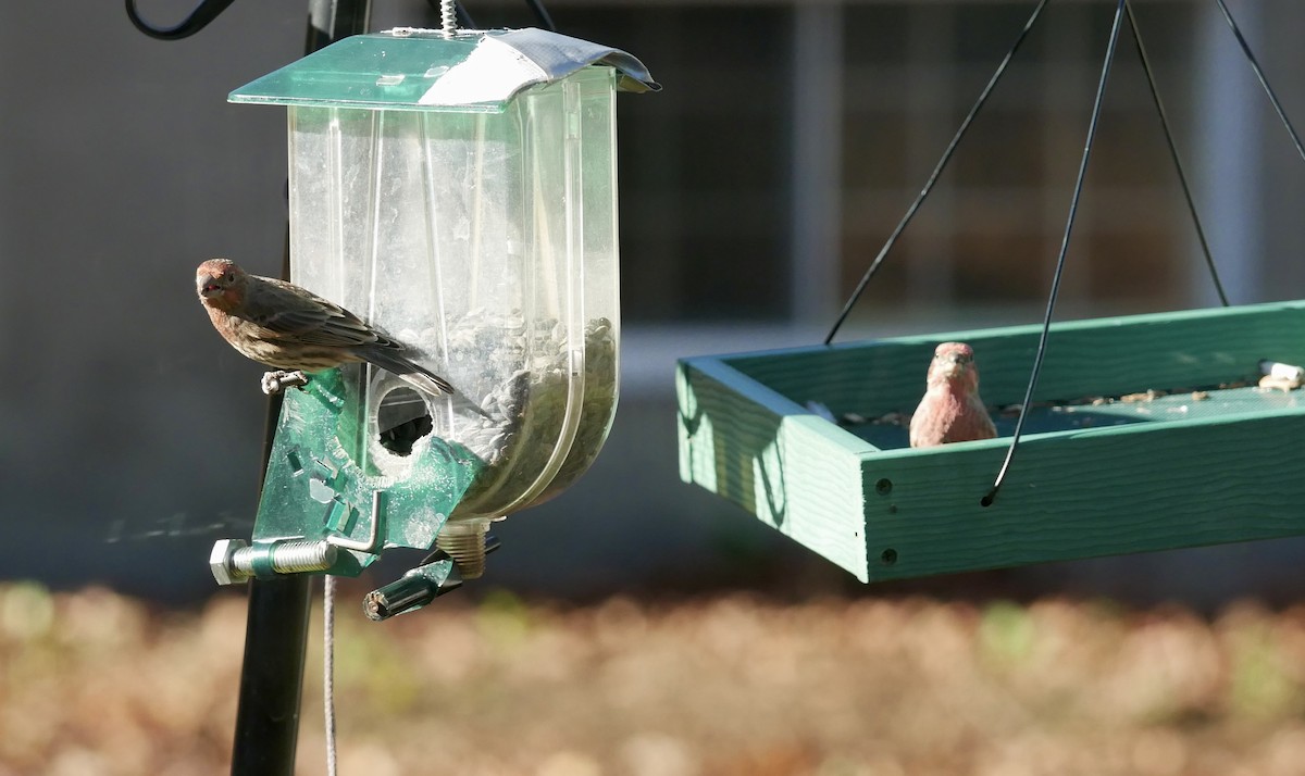 Чечевиця садова - ML644683896