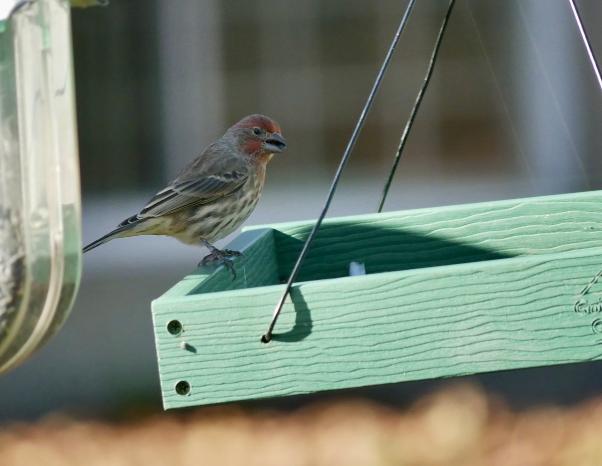 Чечевиця садова - ML644683897