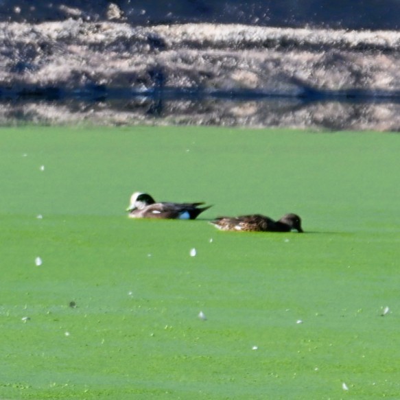 Свищ американський - ML644683899