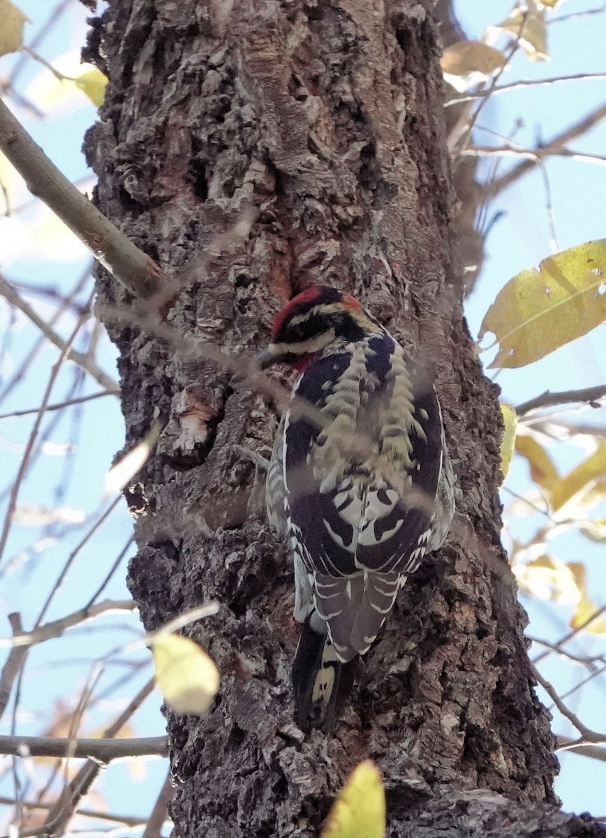 Дятел-смоктун білочеревий - ML644683900