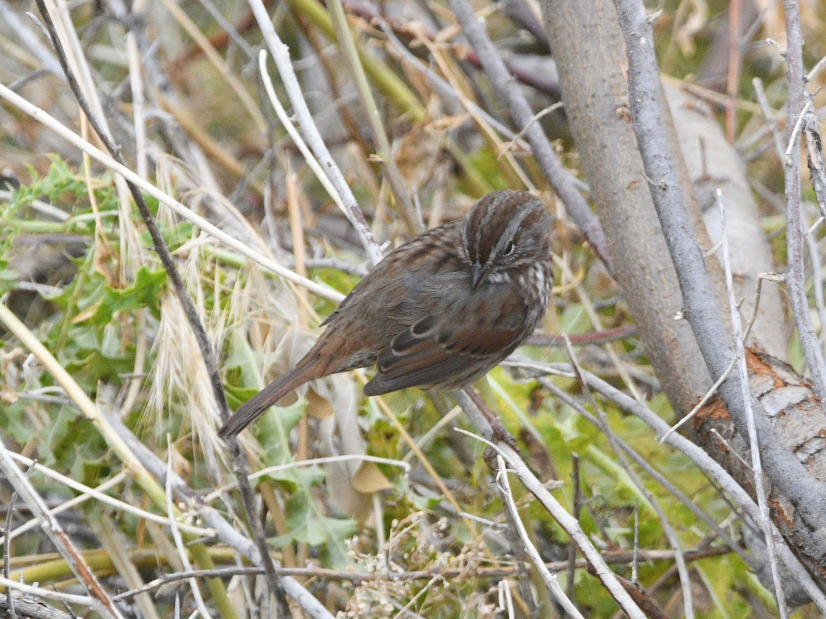 Пасовка співоча - ML644683901