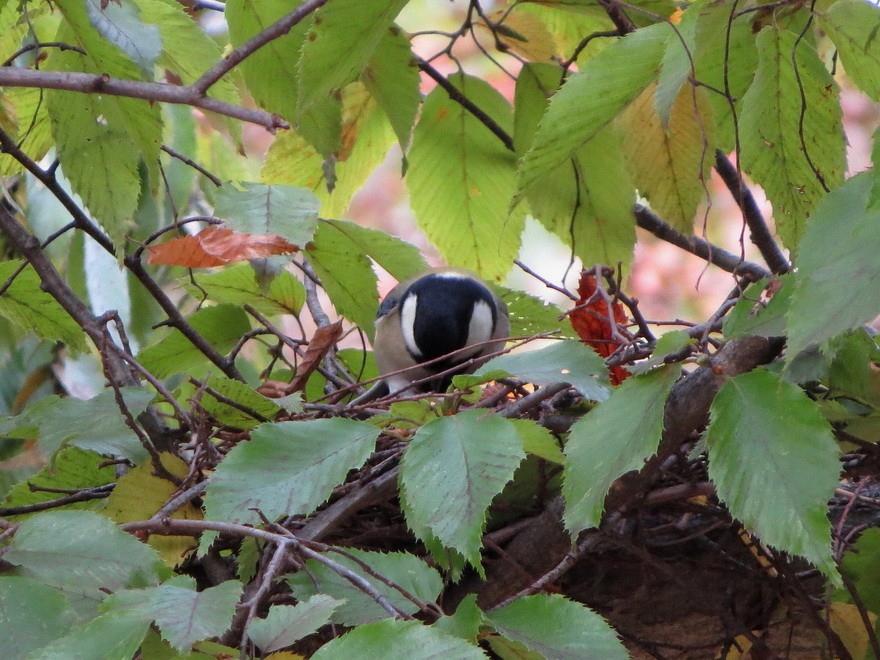 Asian Tit - ML644683902