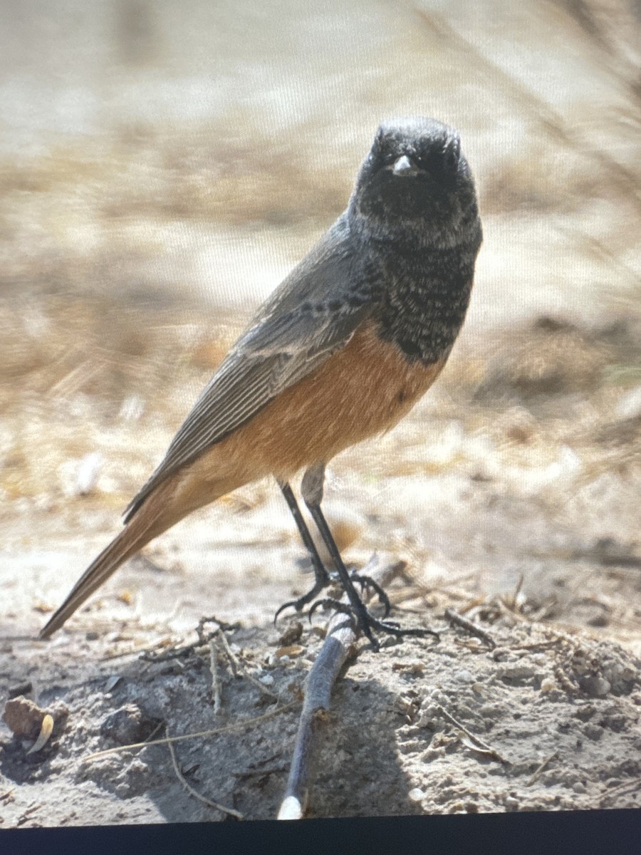 Горихвістка чорна - ML644683903