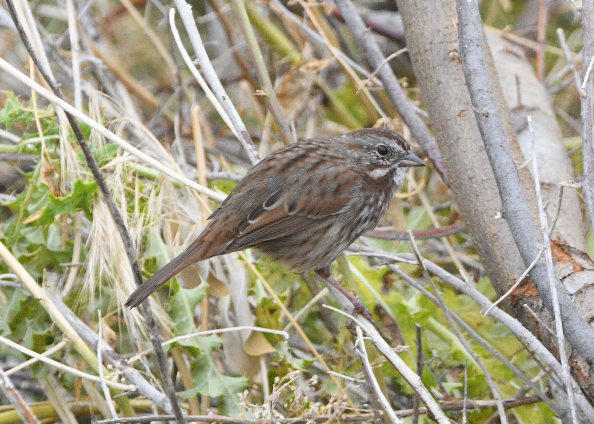 Пасовка співоча - ML644683904