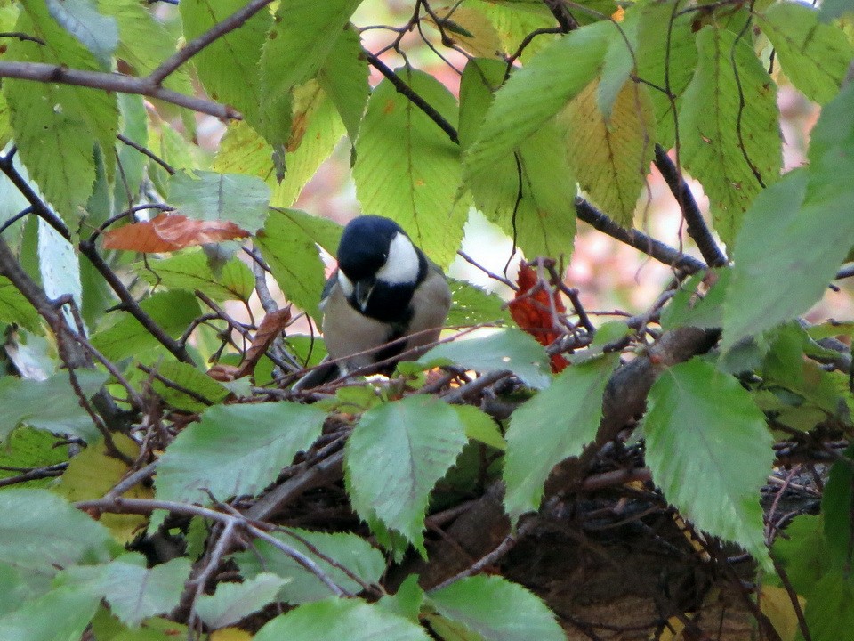 Asian Tit - ML644683905