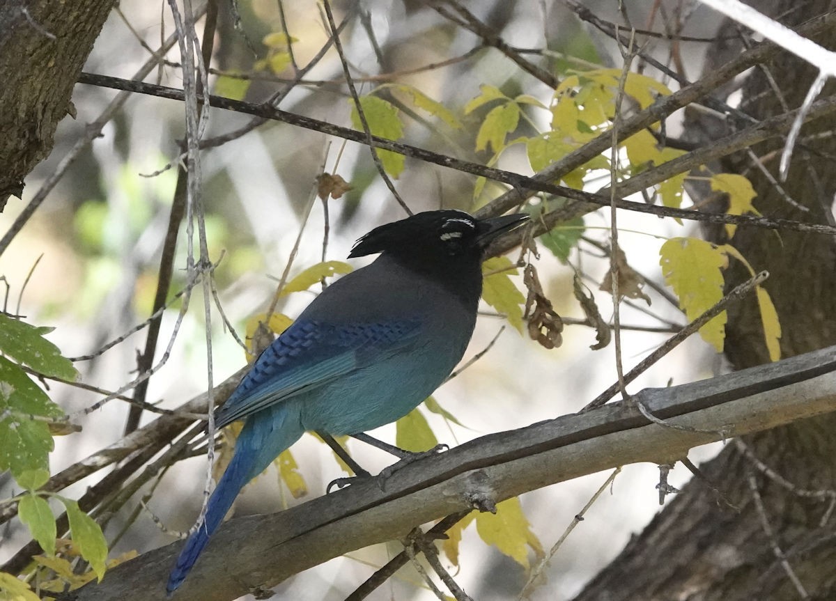 Сизойка чорноголова - ML644683906