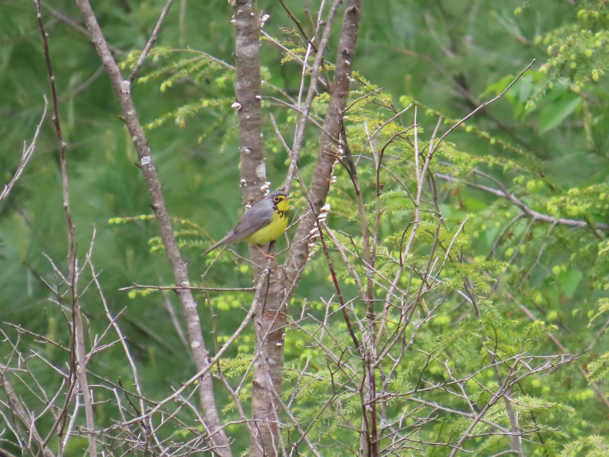 Болотянка строкатовола - ML644683907