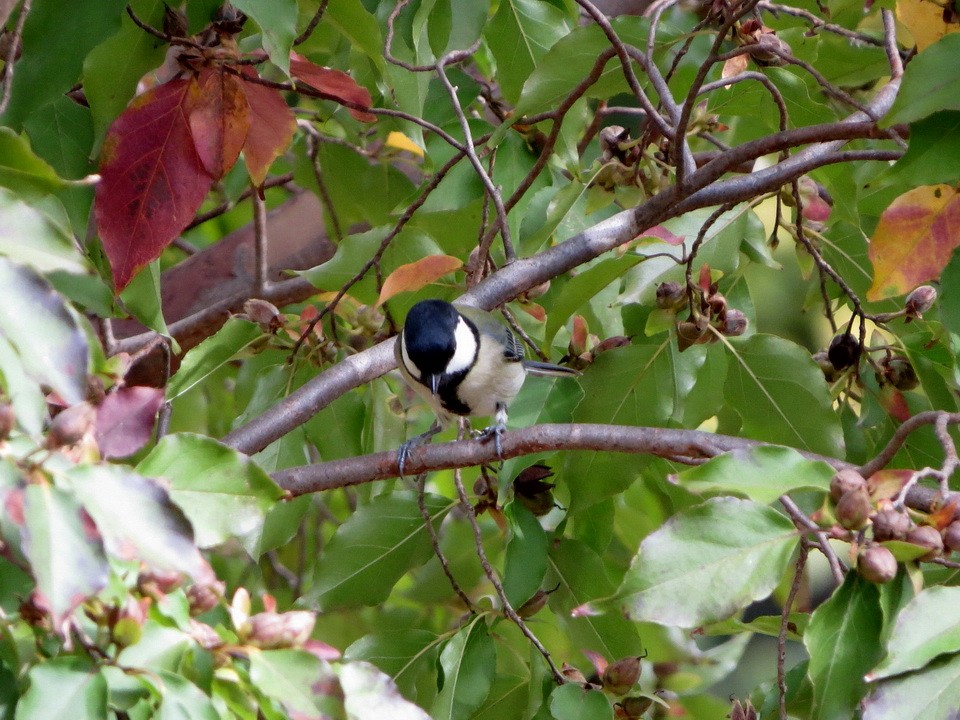 Asian Tit - ML644683909