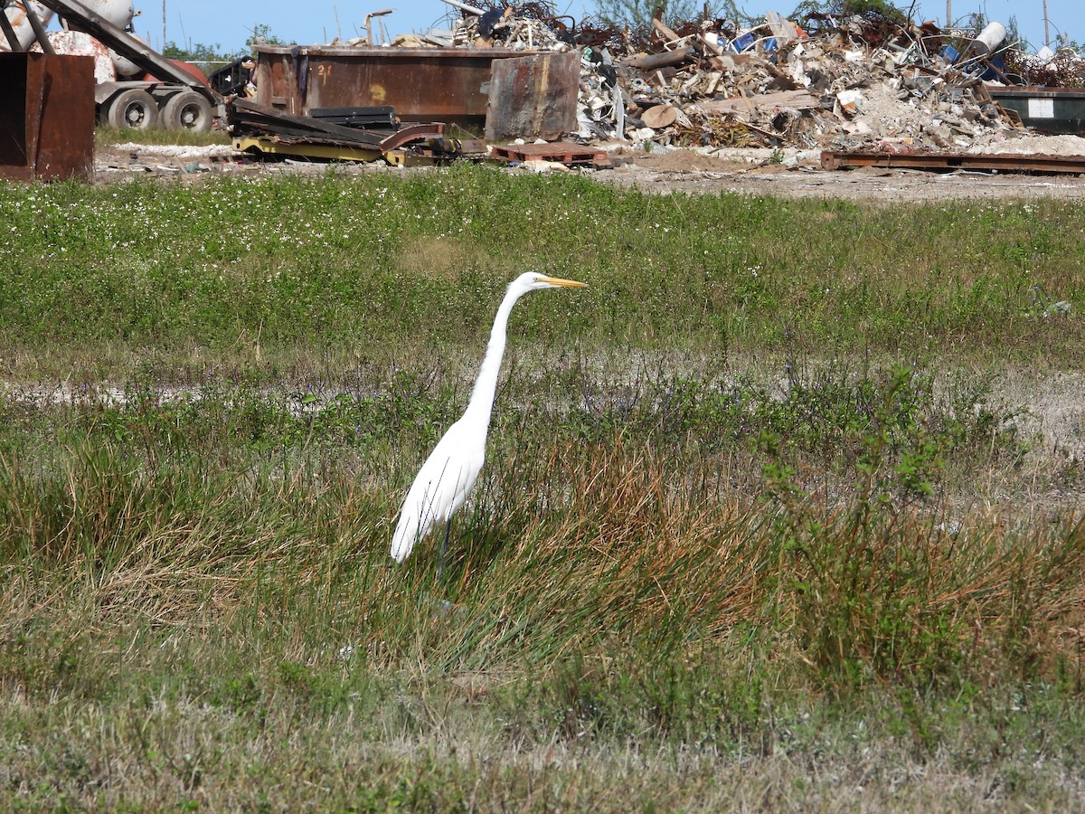 ダイサギ - ML644683910