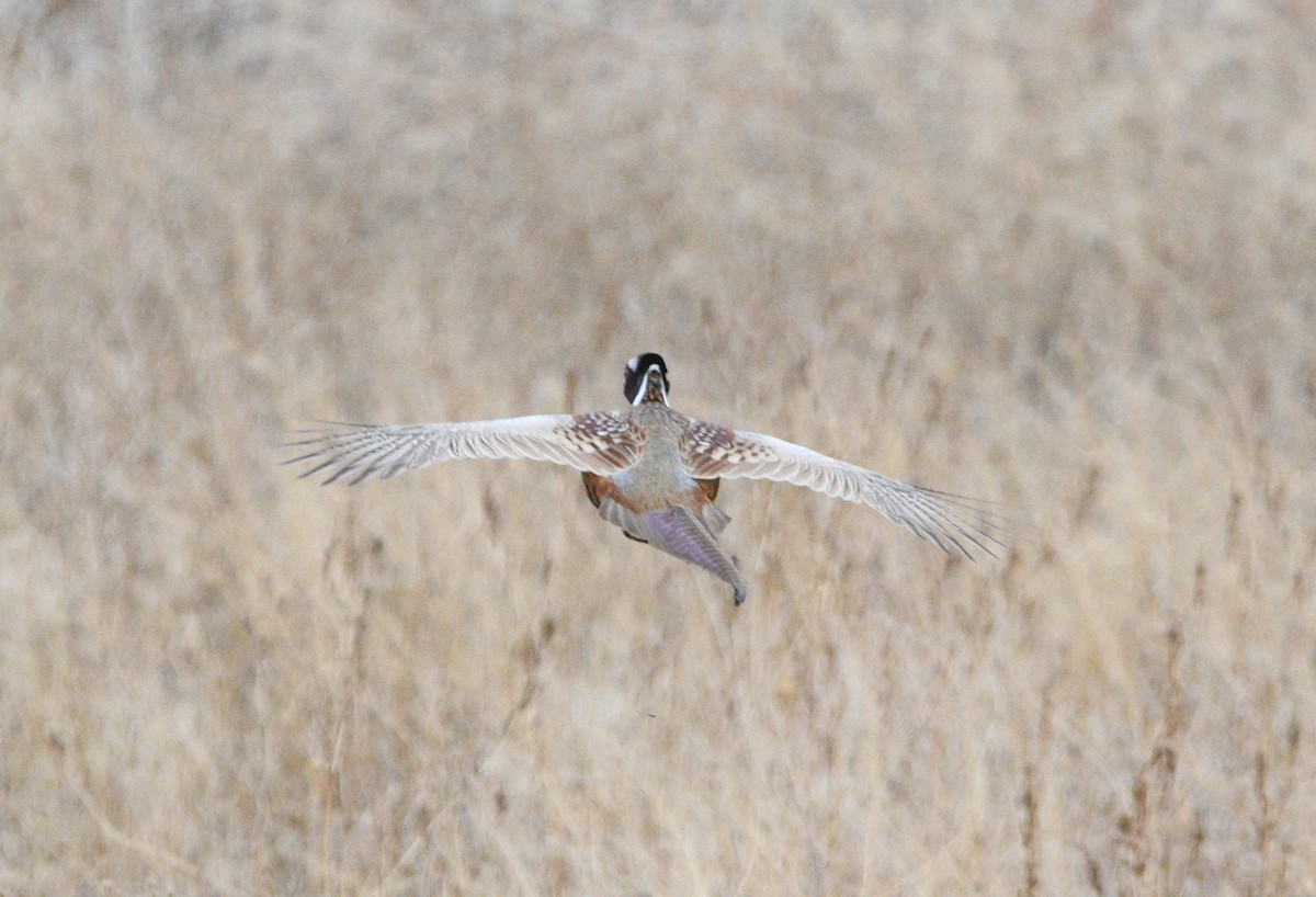 Фазан звичайний - ML644683911