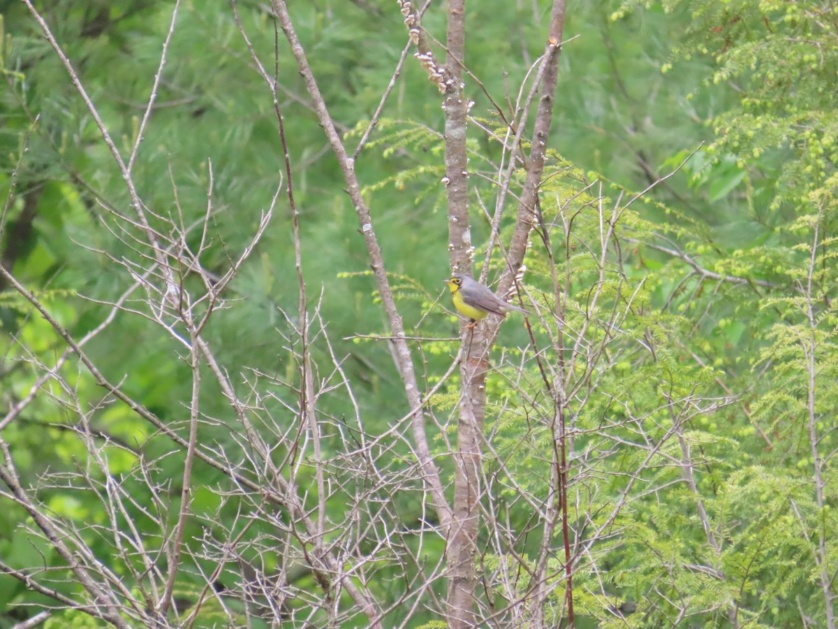 Болотянка строкатовола - ML644683912