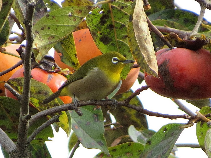 Warbling White-eye - ML644683914