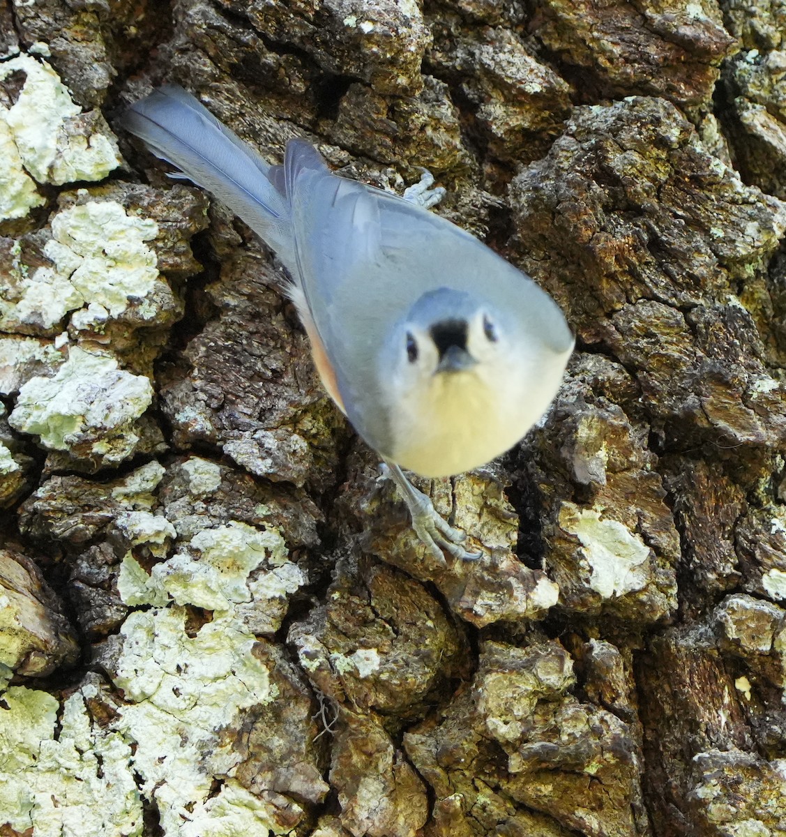 gråduskmeis - ML644683915