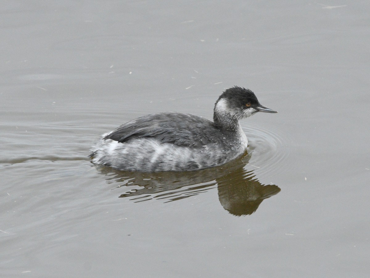 Eared Grebe - ML644683919