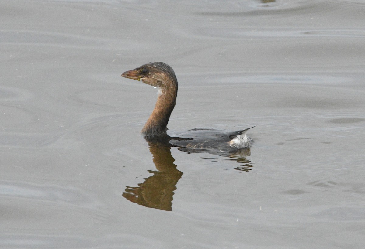 Пірникоза рябодзьоба - ML644683921