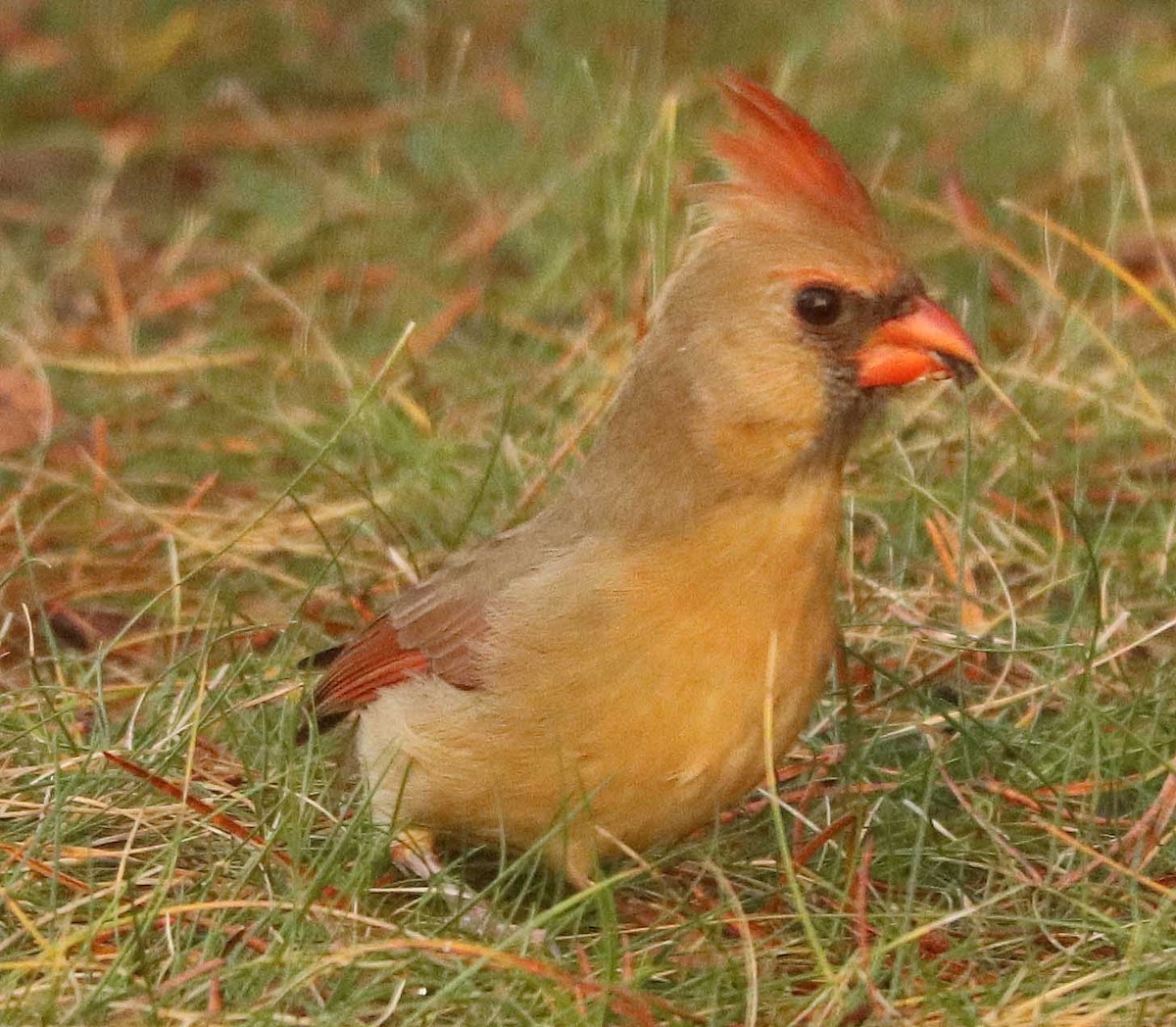 Красный кардинал - ML644683925