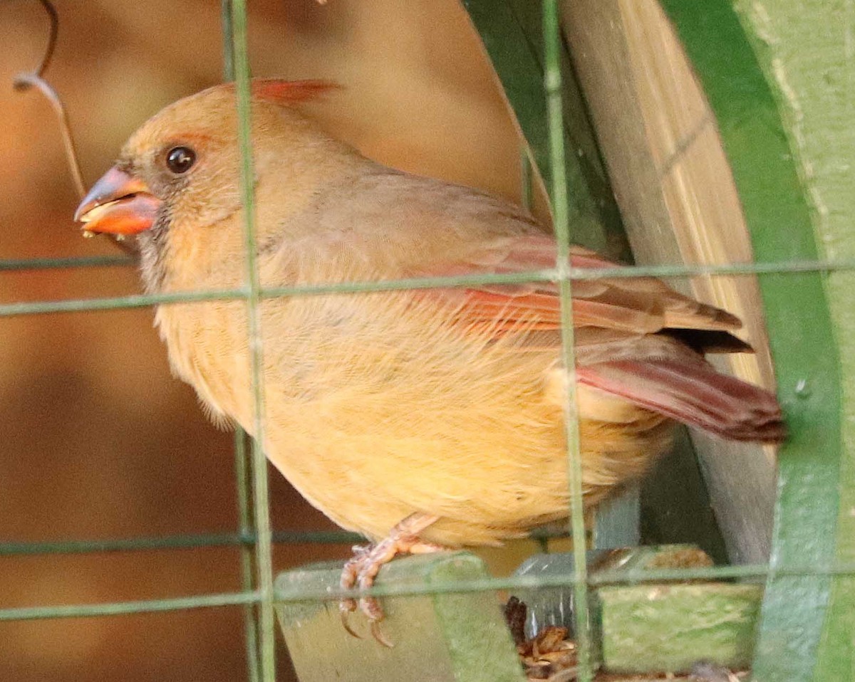 Красный кардинал - ML644683935