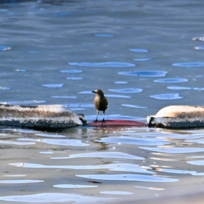 Brewer Karatavuğu - ML644683940