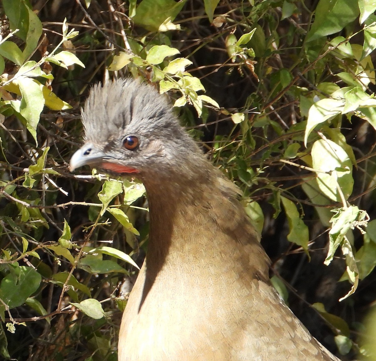 Plain Chachalaca - ML644683942