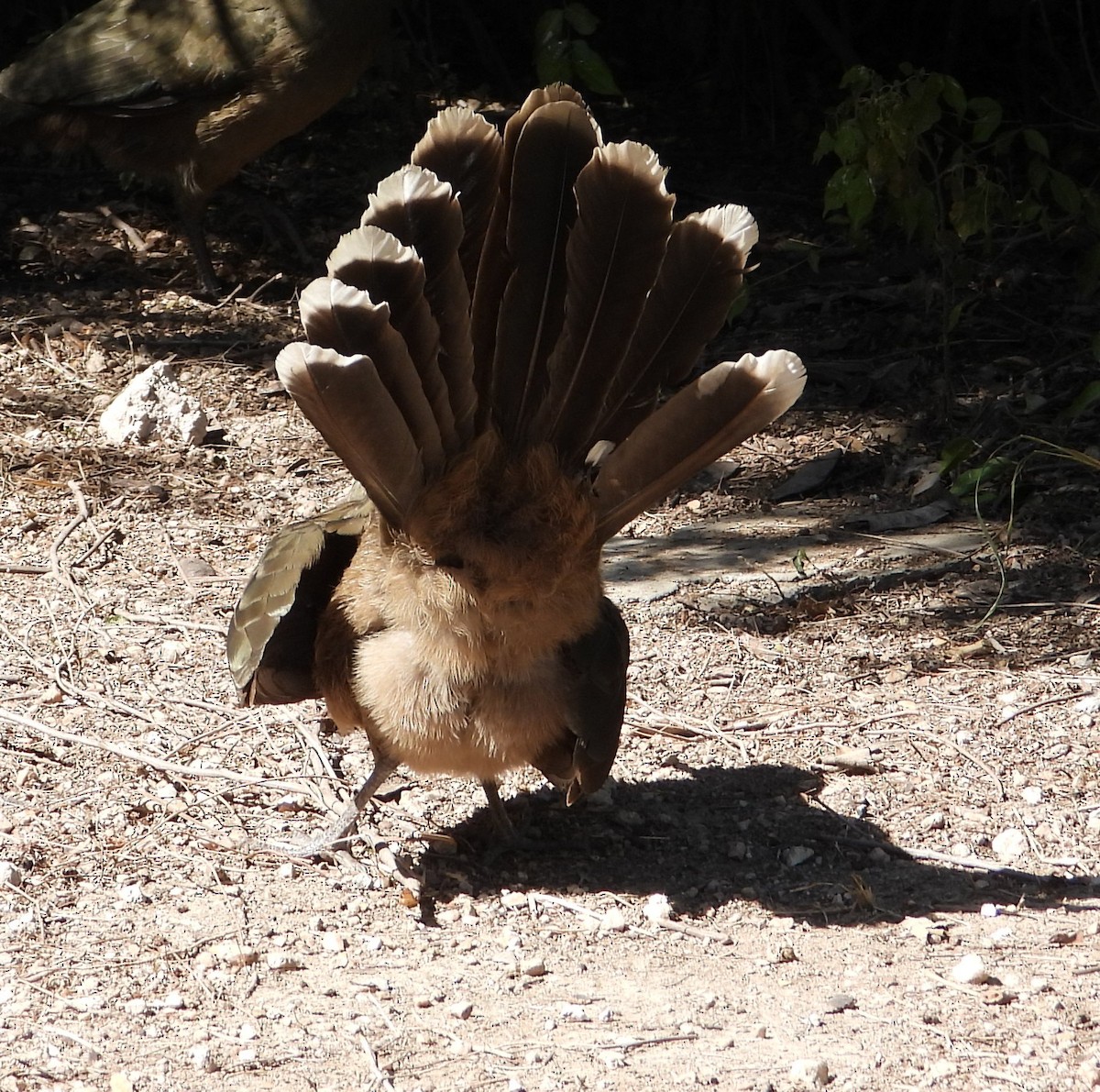 Plain Chachalaca - ML644683943