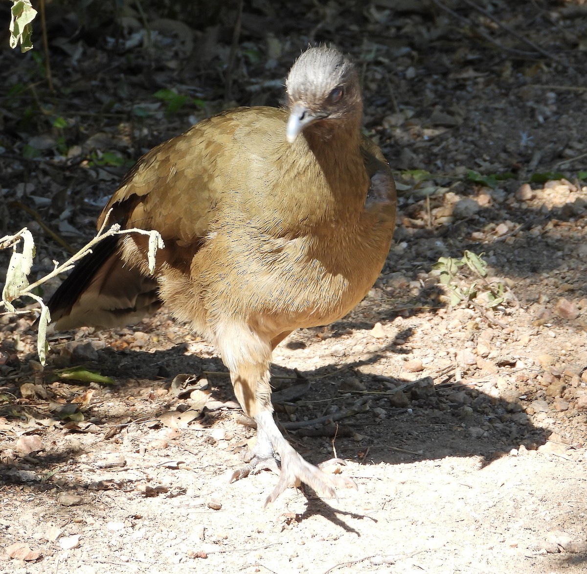 Plain Chachalaca - ML644683944