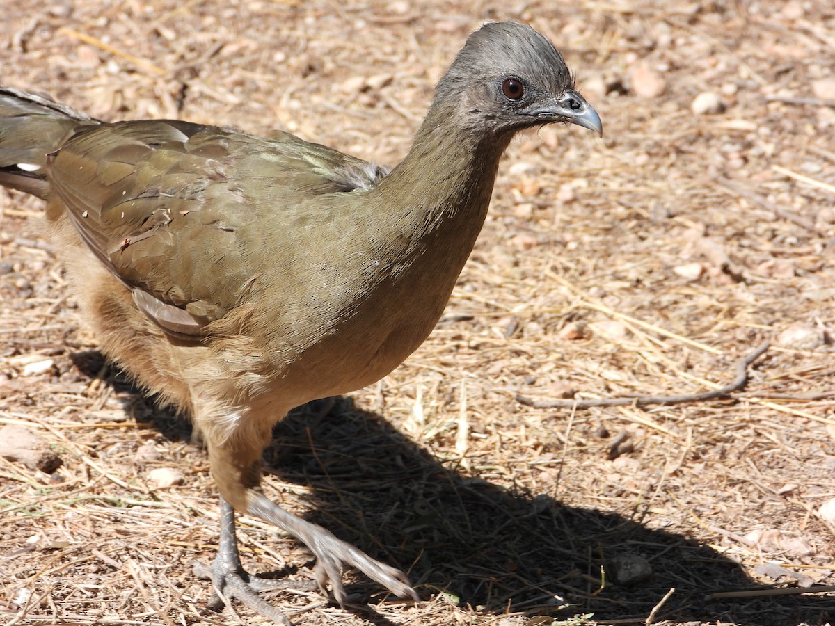 Plain Chachalaca - ML644683945
