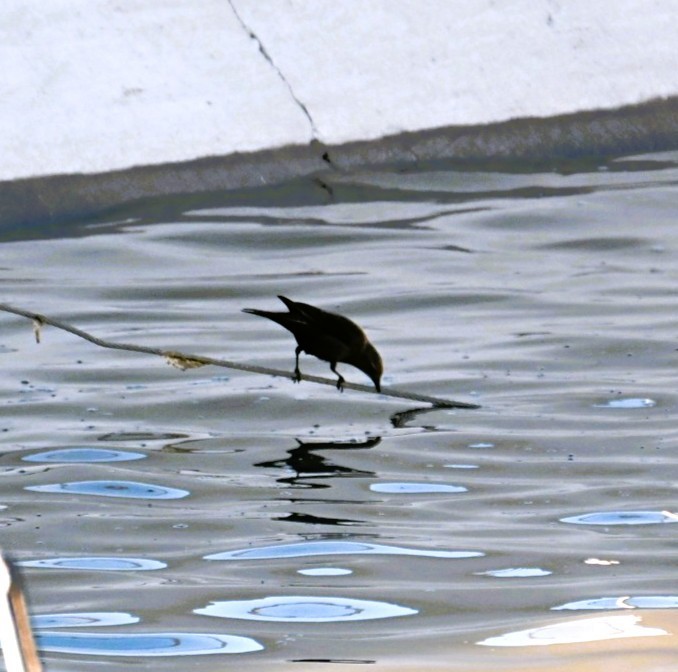 Brewer Karatavuğu - ML644683948