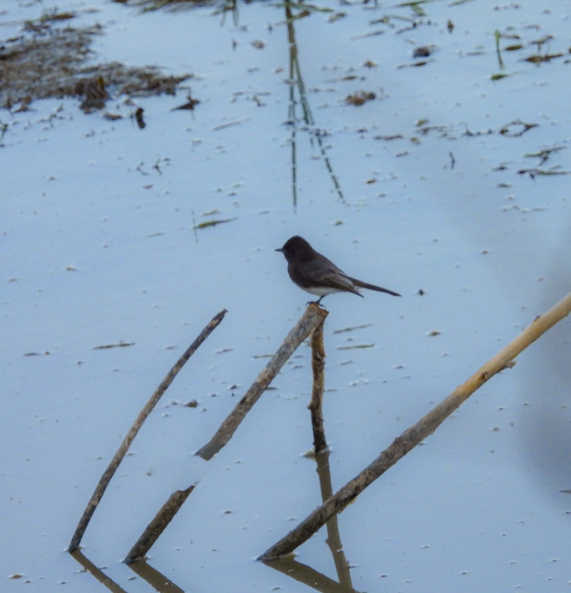 Black Phoebe - ML644683950