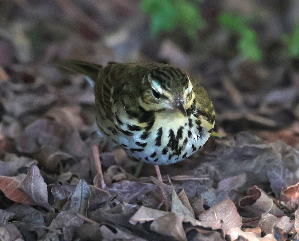 Olive-backed Pipit - ML644683953
