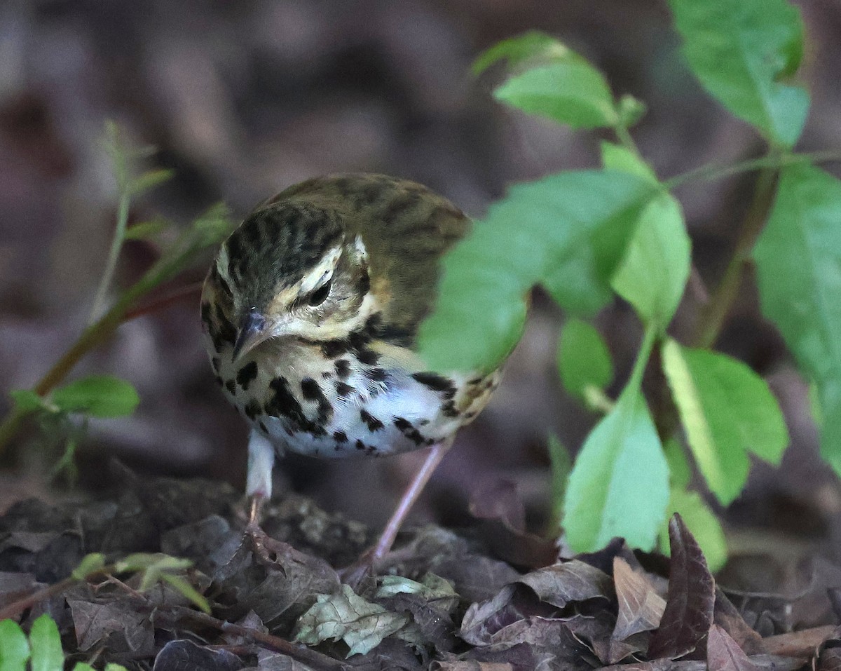 Olive-backed Pipit - ML644683954