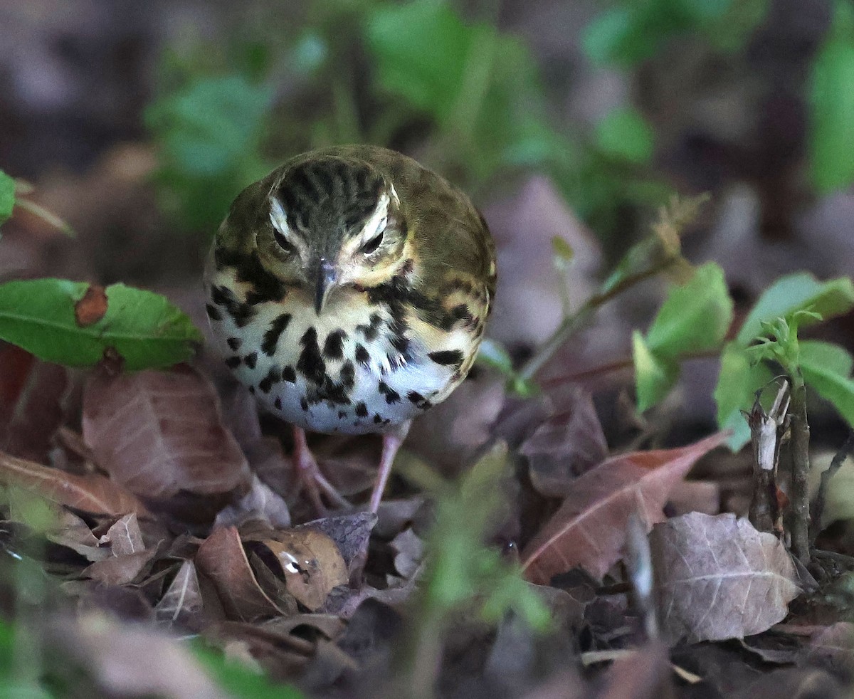Olive-backed Pipit - ML644683955