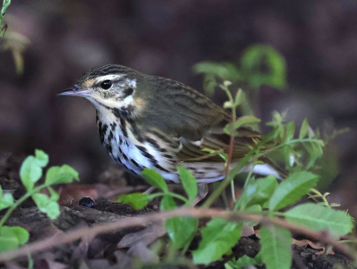 Olive-backed Pipit - ML644683956