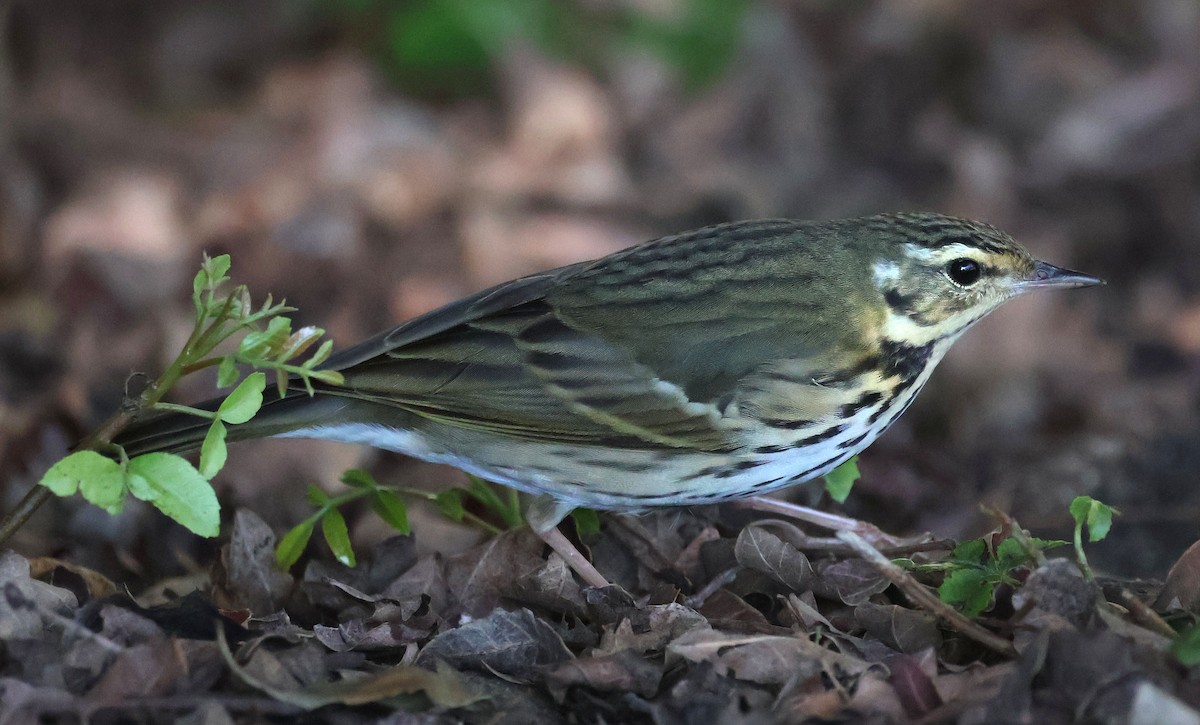 Olive-backed Pipit - ML644683957