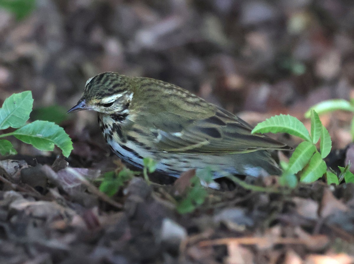 Olive-backed Pipit - ML644683958
