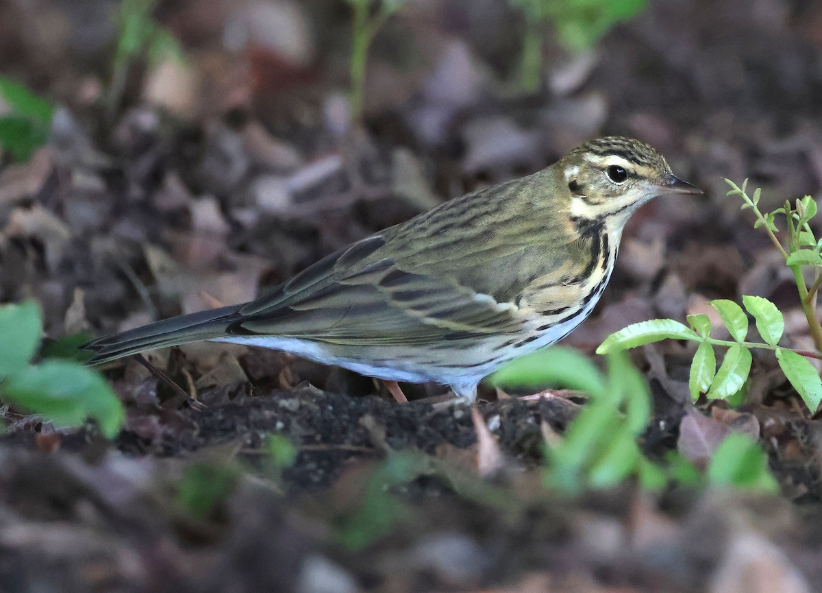 Olive-backed Pipit - ML644683959