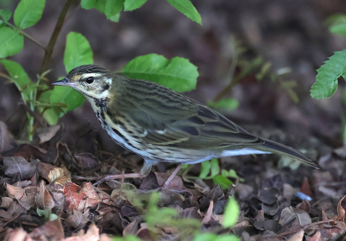 Olive-backed Pipit - ML644683960