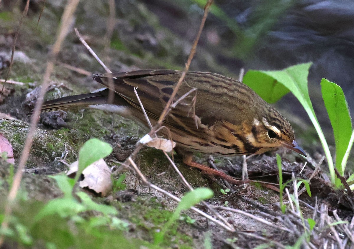 Olive-backed Pipit - ML644683961