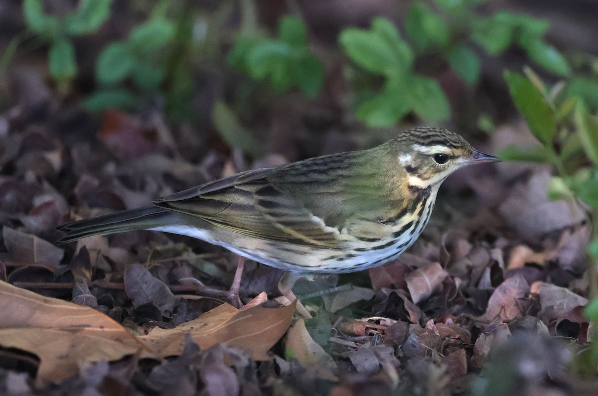 Olive-backed Pipit - ML644683962