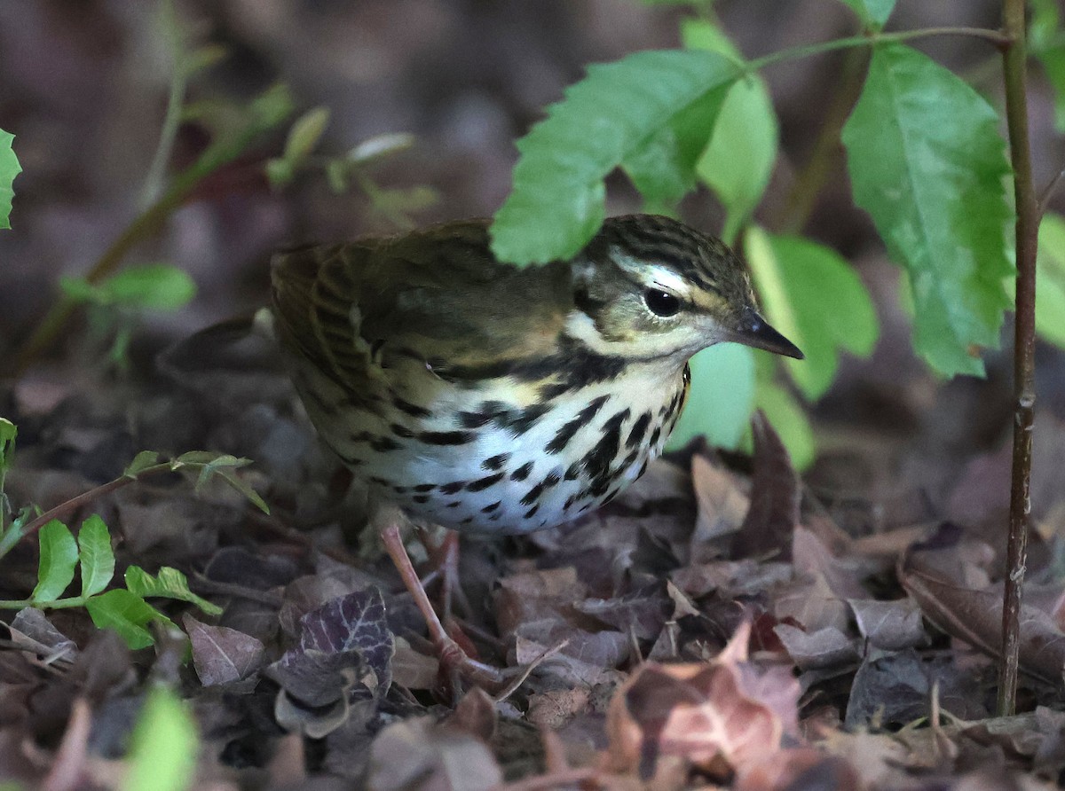 Olive-backed Pipit - ML644683963