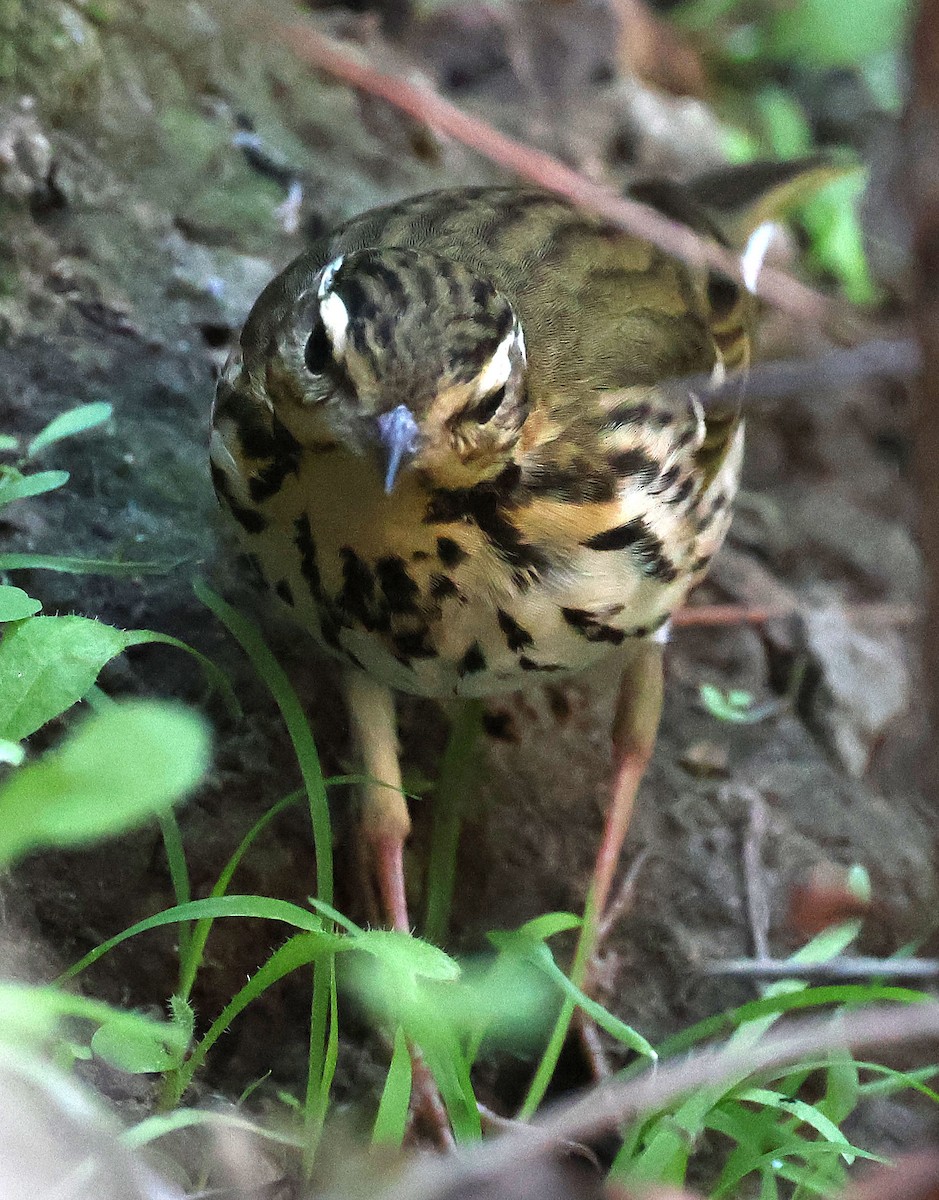 Olive-backed Pipit - ML644683964