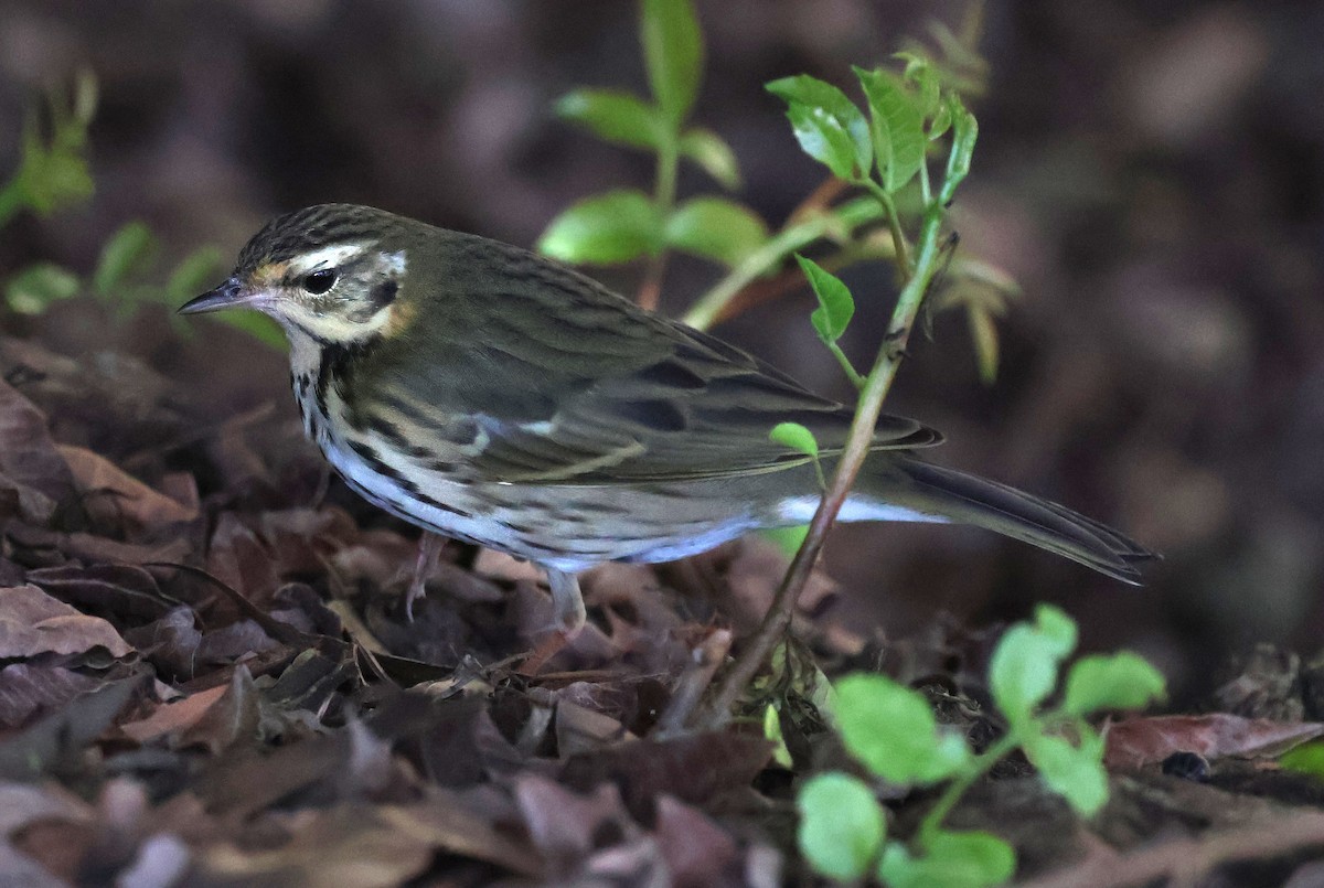 Olive-backed Pipit - ML644683965