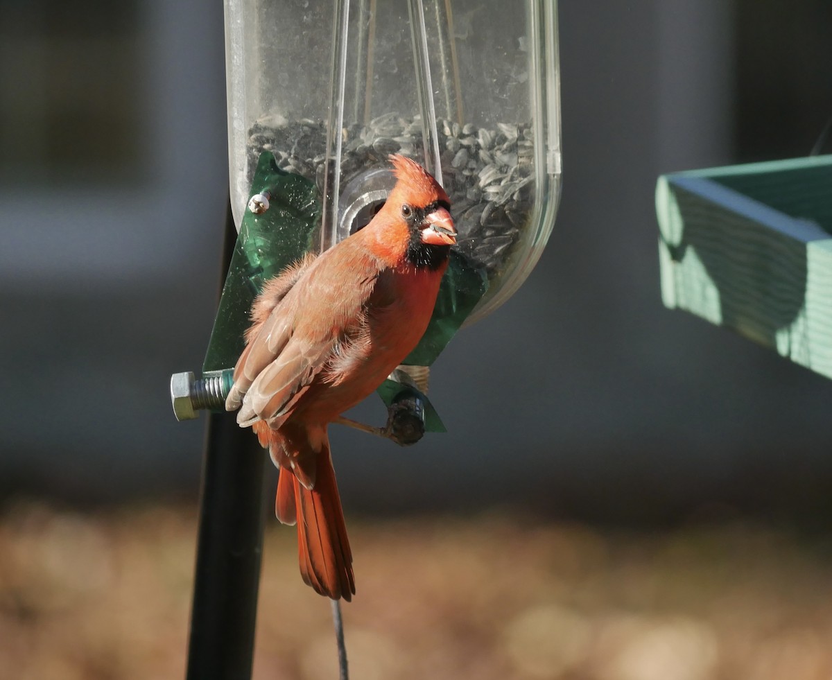 Northern Cardinal - ML644683976