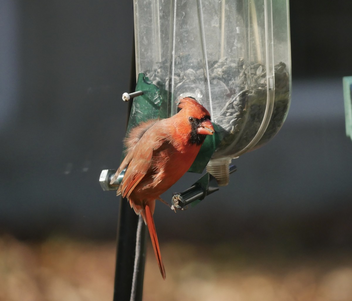 Northern Cardinal - ML644683977
