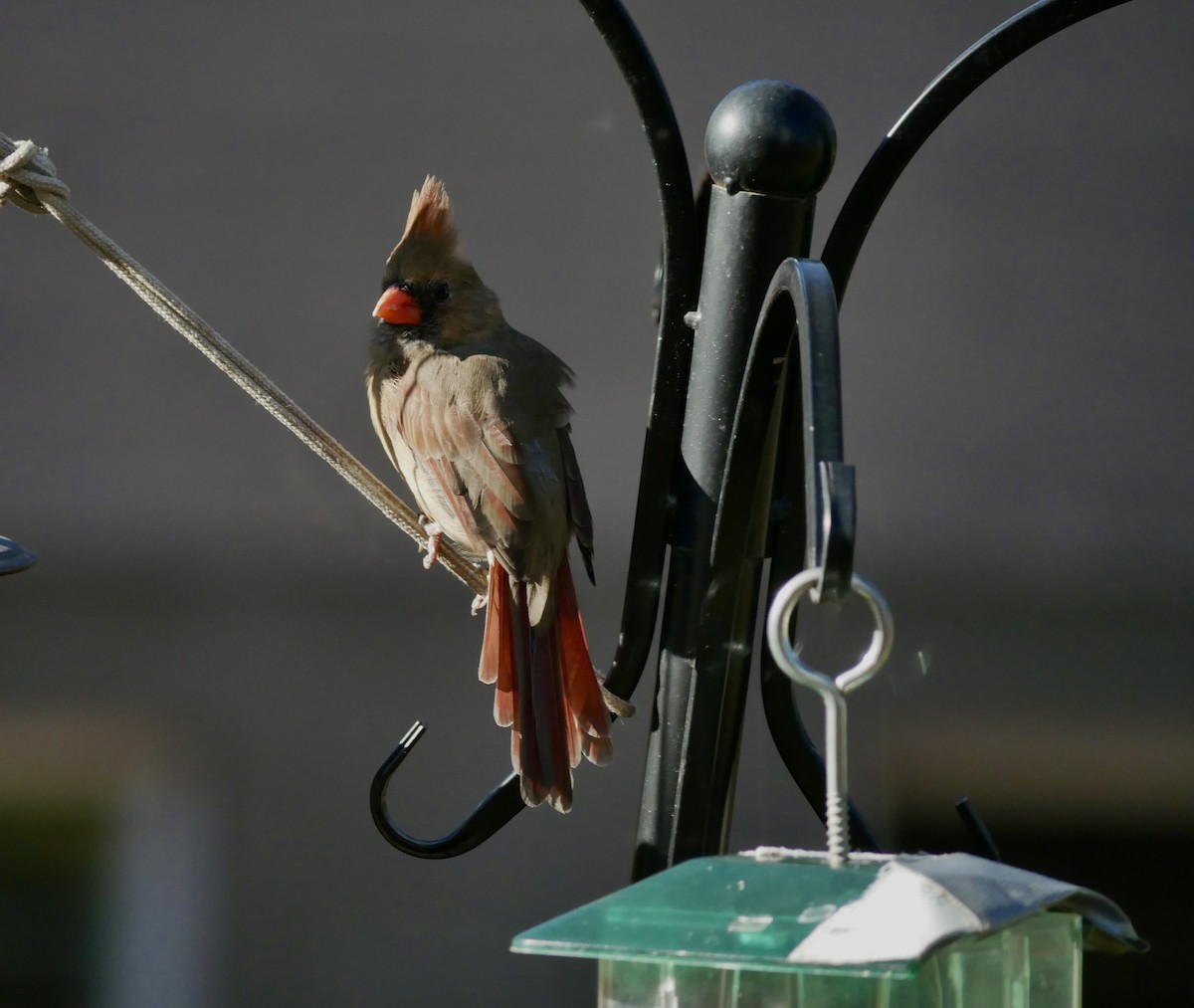 Красный кардинал - ML644683978