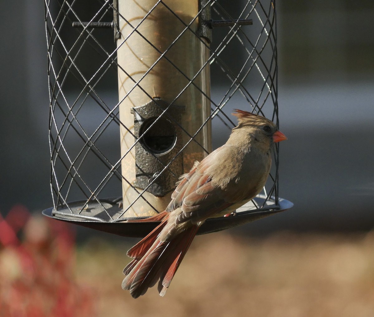 Красный кардинал - ML644683979