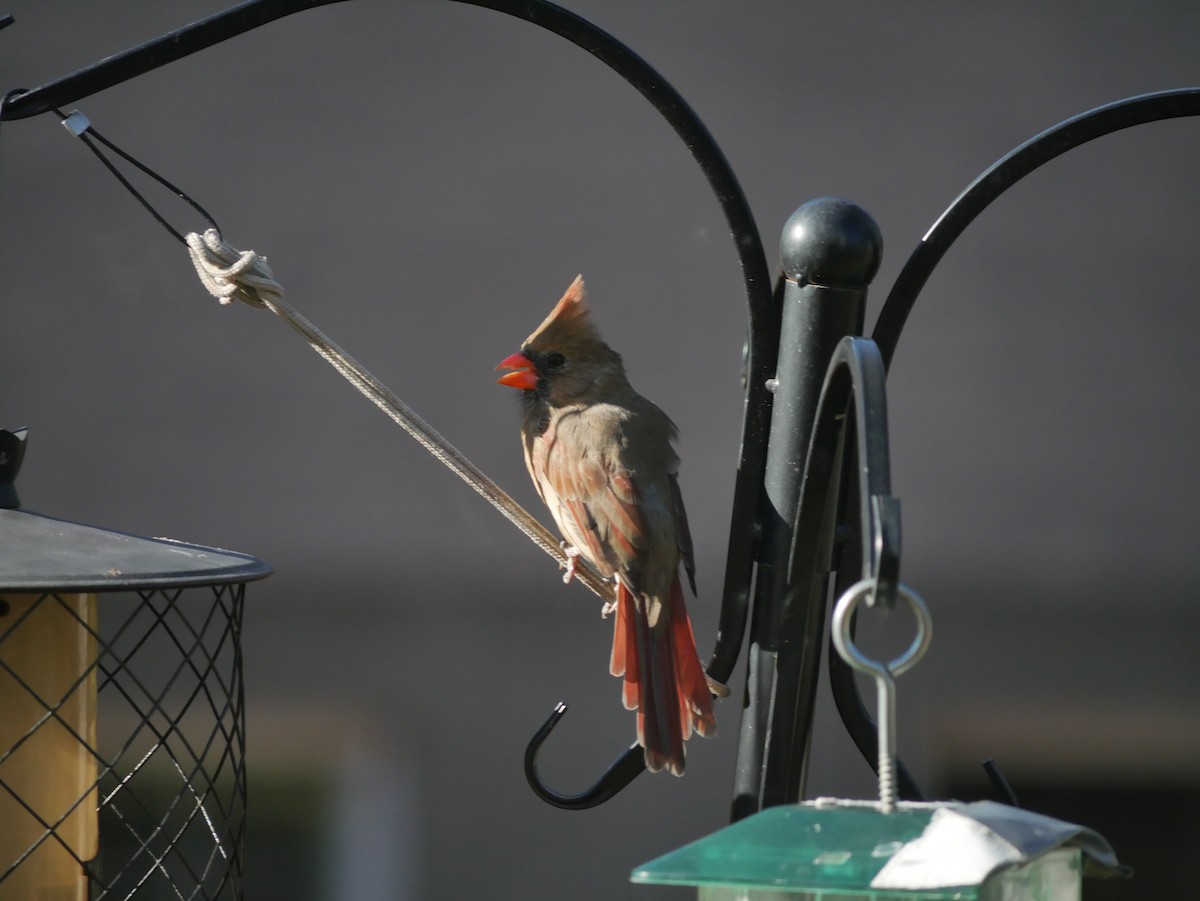 Красный кардинал - ML644683980